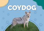 Coydogs