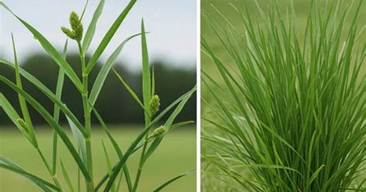 Crabgrass Nutsedge