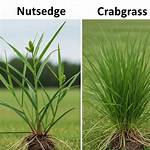 Crabgrass Nutsedge