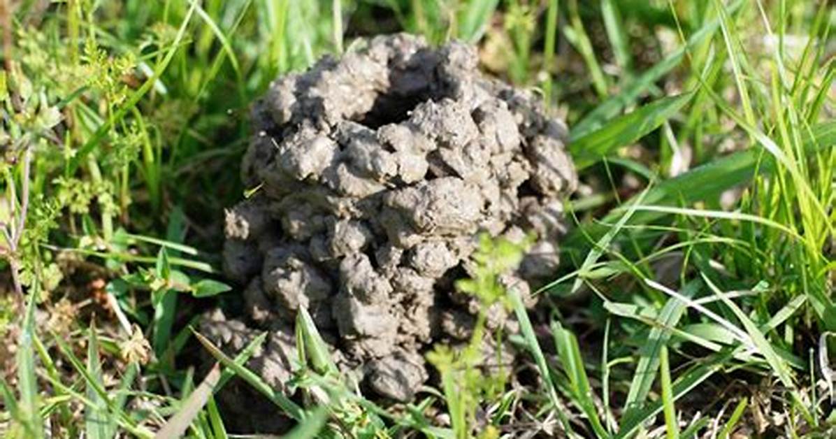 Crawfish Mounds