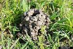 Crawfish Mounds