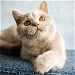 Cream Colored Cat