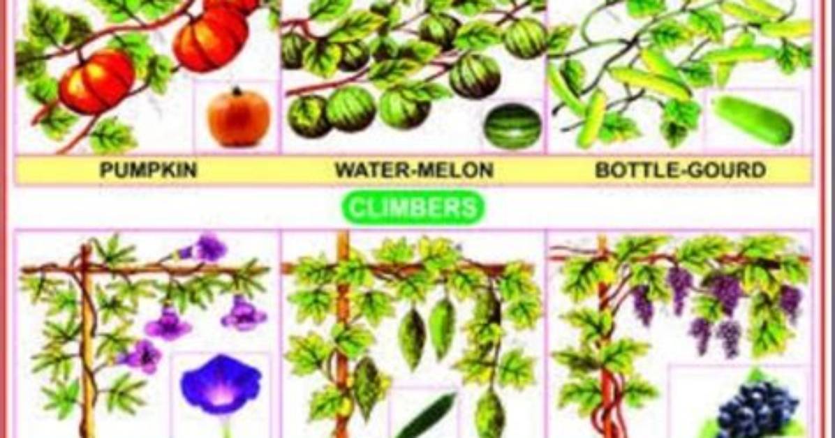Creeper Plants Examples