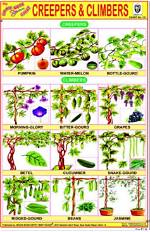 Creeper Plants Examples