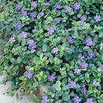 Creeping Myrtle
