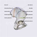 Crest Anatomy