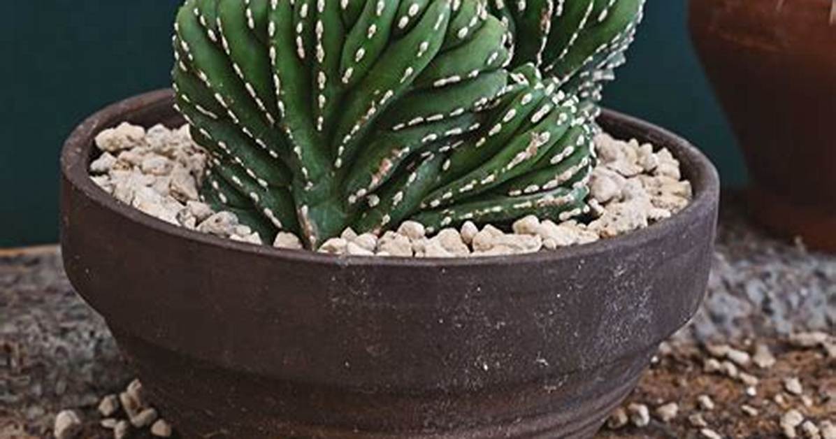 Crested Cactus