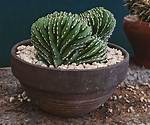 Crested Cactus