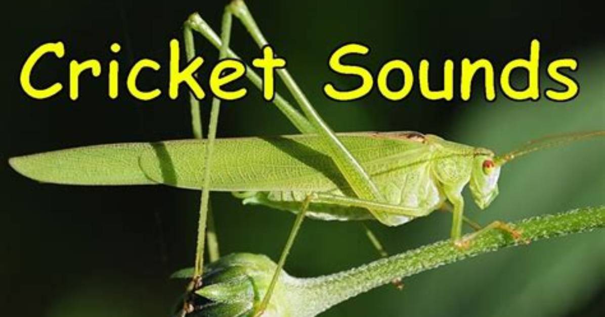 Crickets Noise