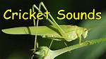Crickets Noise
