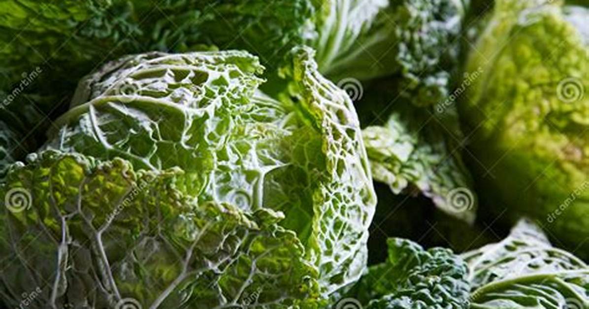 Crinkly-Leafed Cabbage