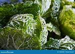 Crinkly-Leafed Cabbage