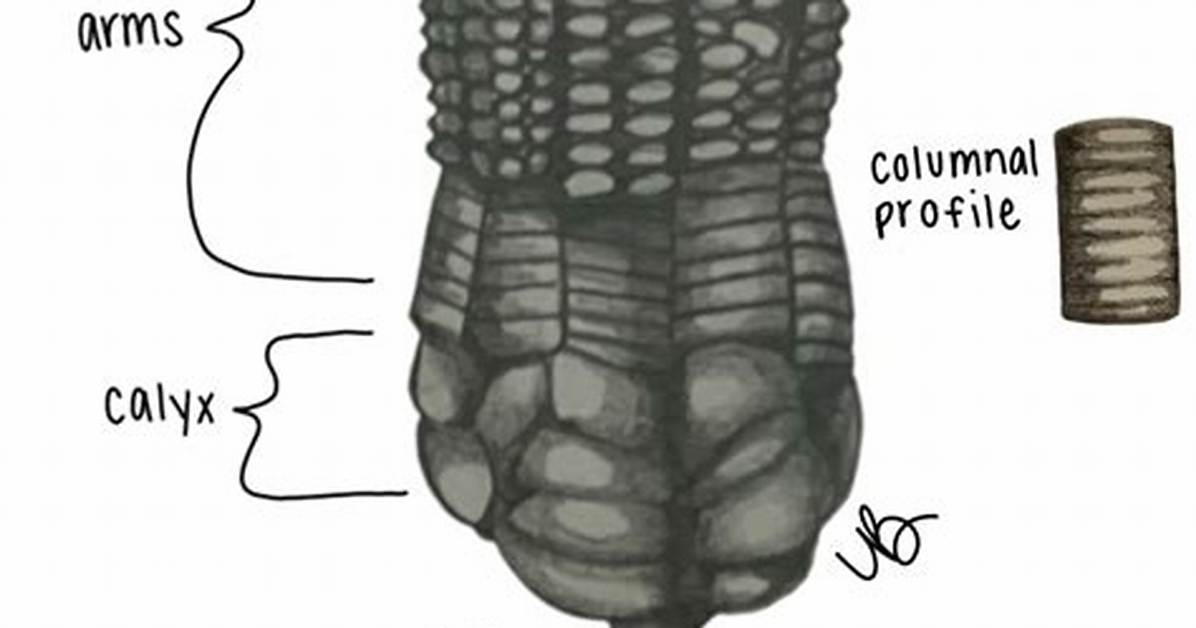 Crinoid Stem