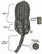 Crinoid Stem