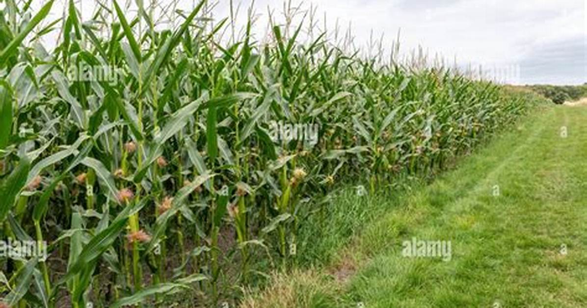 Crop Also Called Corn