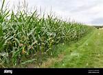 Crop Also Called Corn
