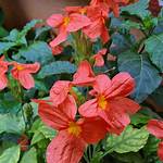 Crossandra Plant