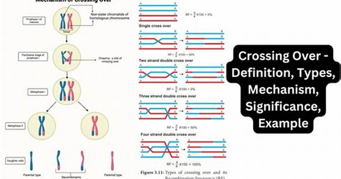 Crossing over Definition