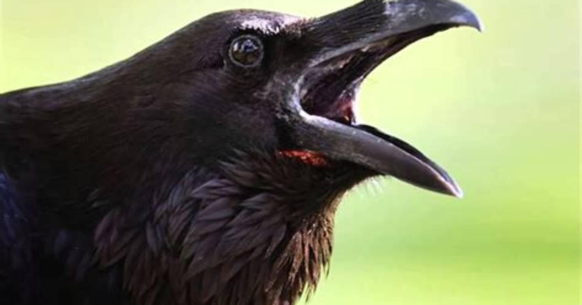 Crow Cawing