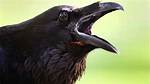 Crow Cawing