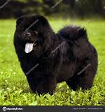 Crow Chow