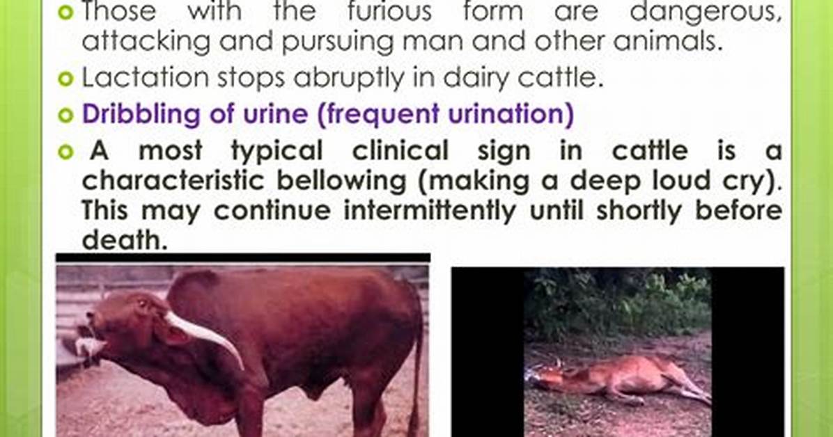 Cry from Cattle