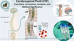 Csf Meaning