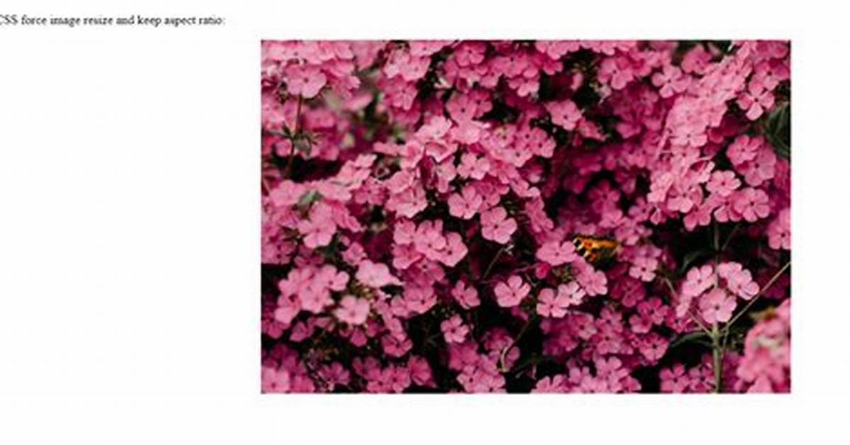 Css Force Image Resize and Keep Aspect Ratio
