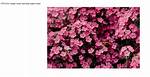 Css Force Image Resize and Keep Aspect Ratio