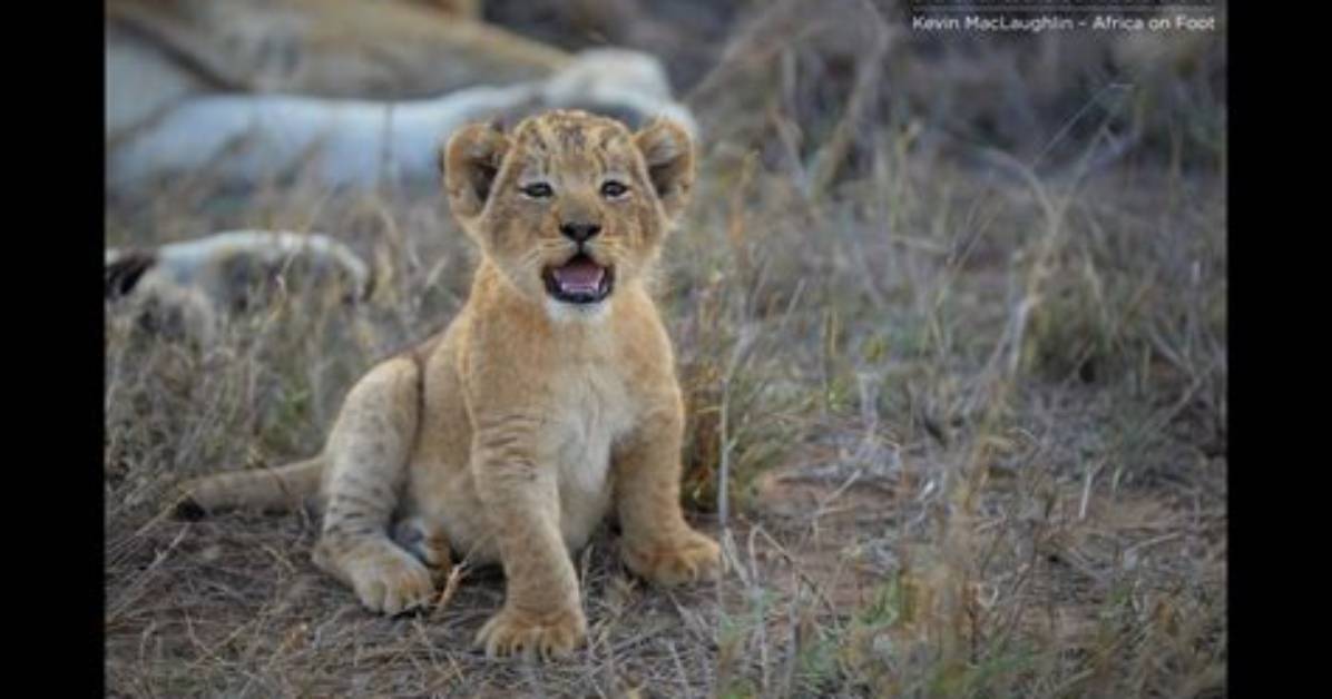 Cub Meaning