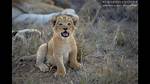 Cub Meaning