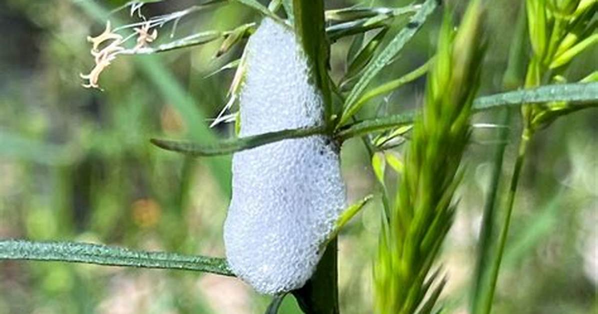 Cuckoo Spit