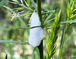 Cuckoo Spit