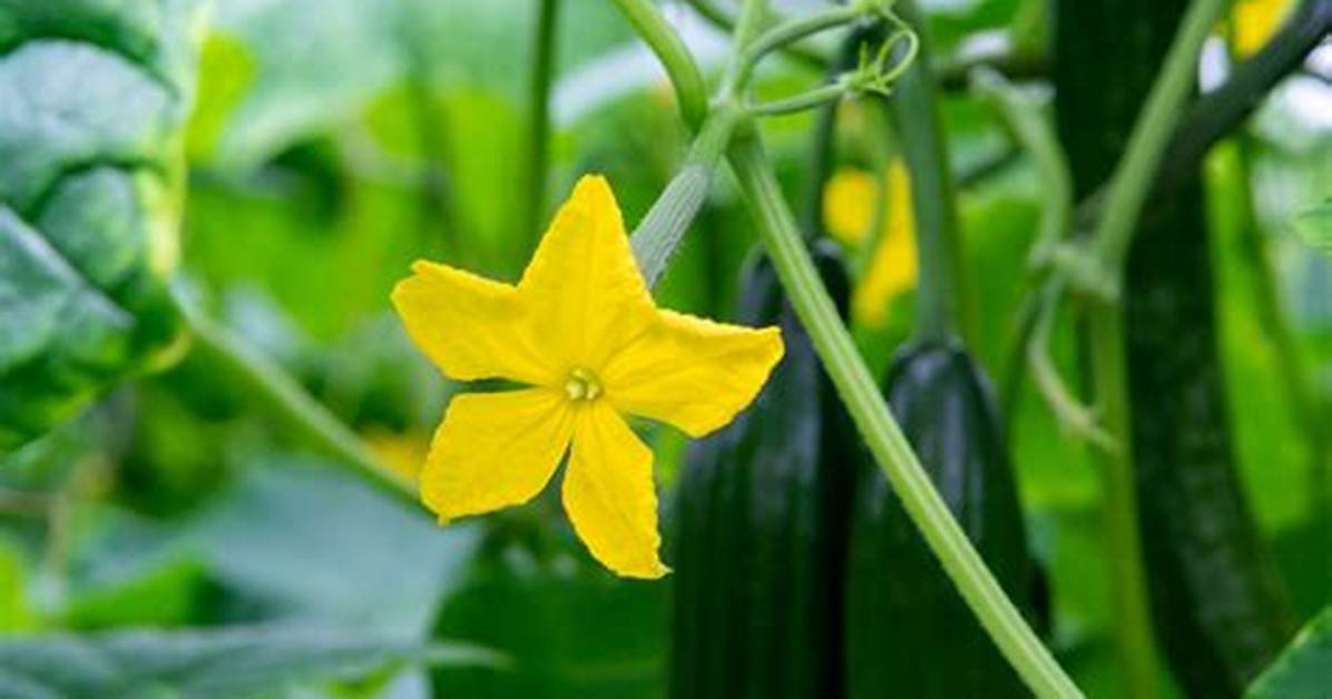 Cucumber Flower