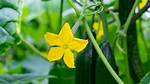 Cucumber Flower