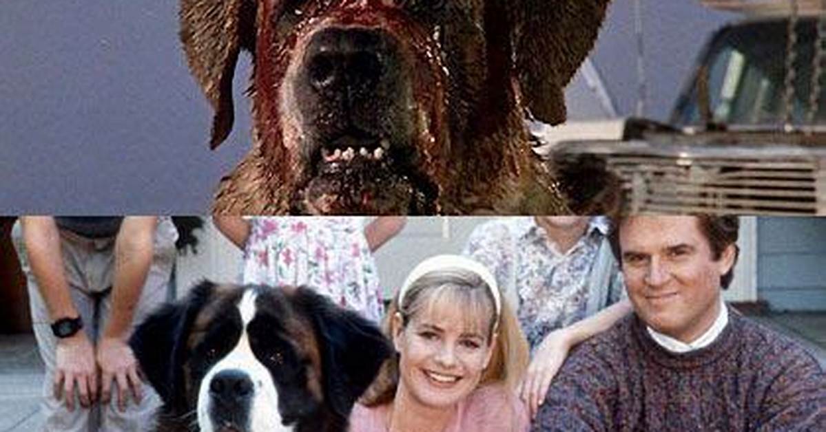 Cujo Dog Actor