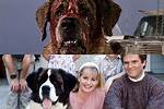 Cujo Dog Actor