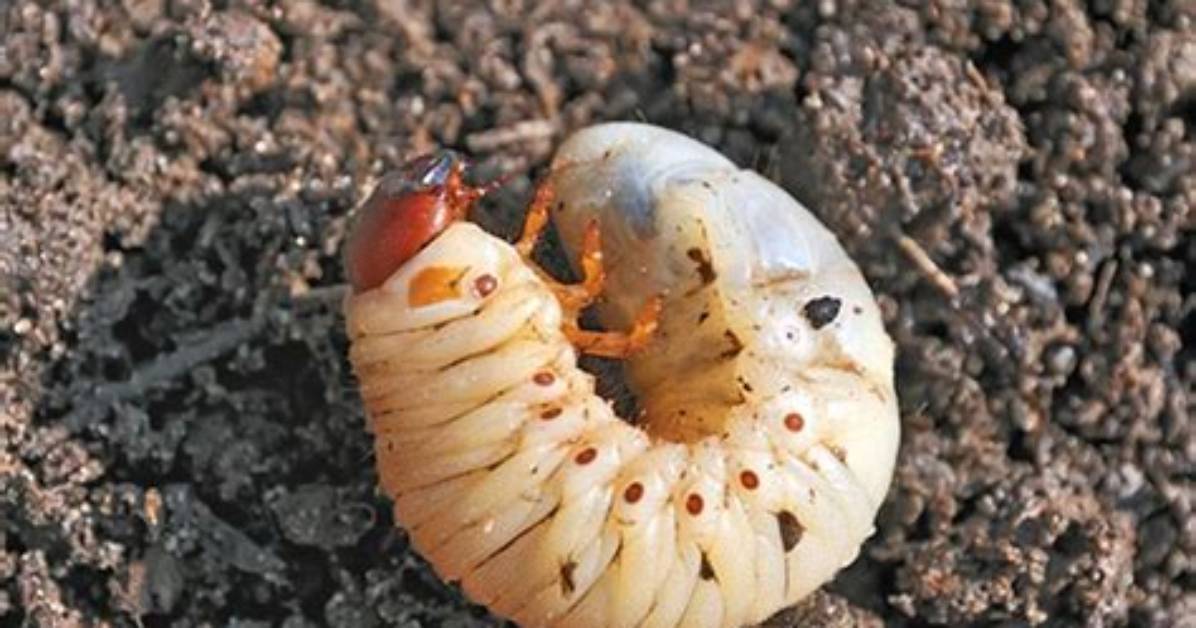 Curl Grubs