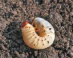 Curl Grubs