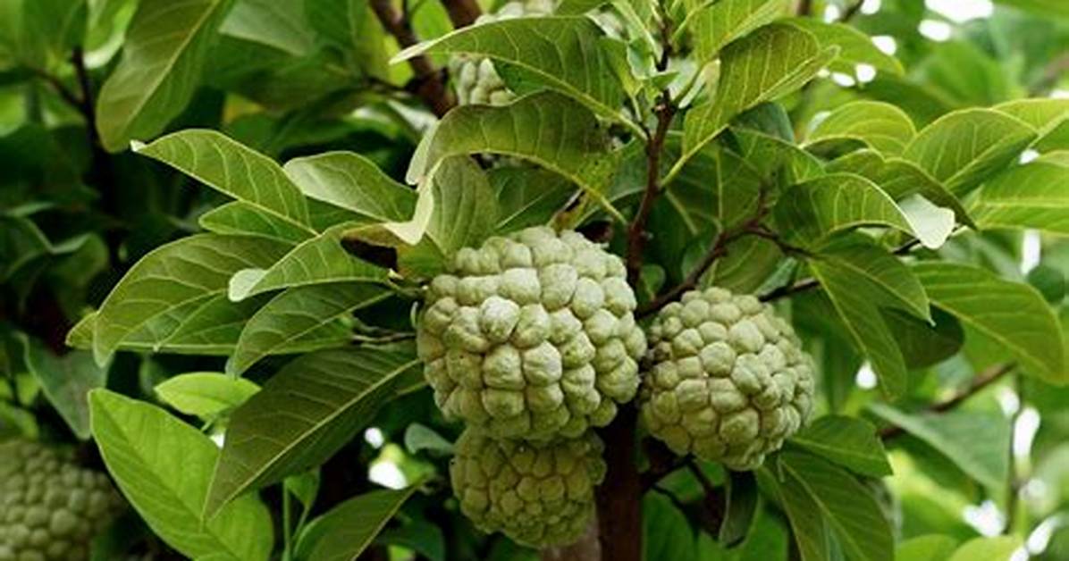 Custard Apple Tree