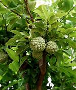 Custard Apple Tree
