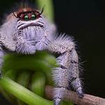 Cutest Spider