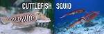 Cuttlefish vs Squid