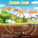 Cycle in Science