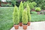 Cypress Plant