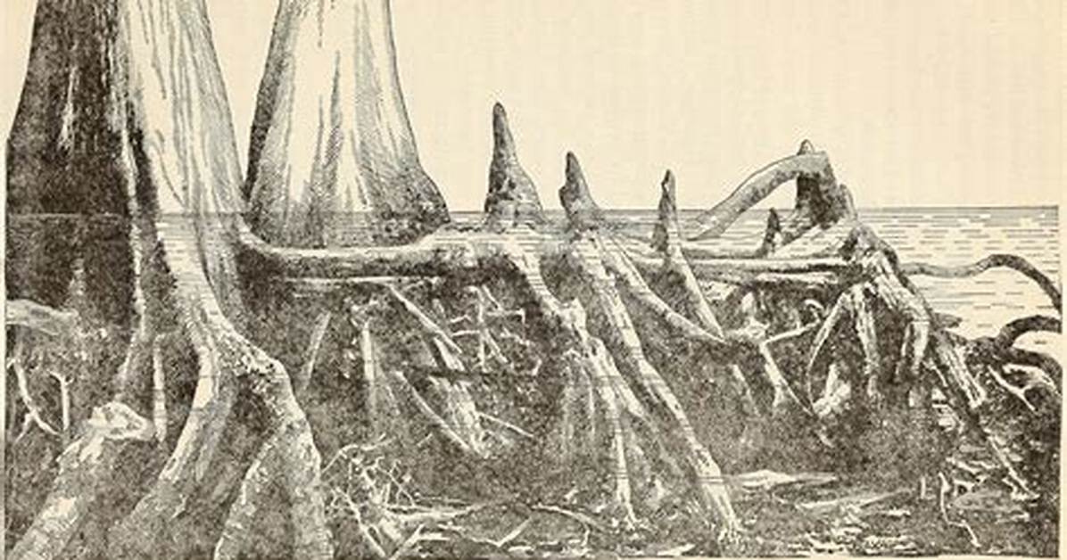 Cypress Tree Roots