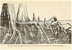 Cypress Tree Roots