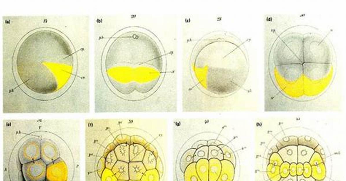 Cytoplasmic Determinants