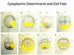 Cytoplasmic Determinants