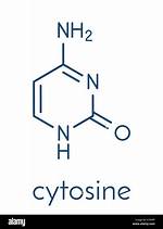Cytosine Structure